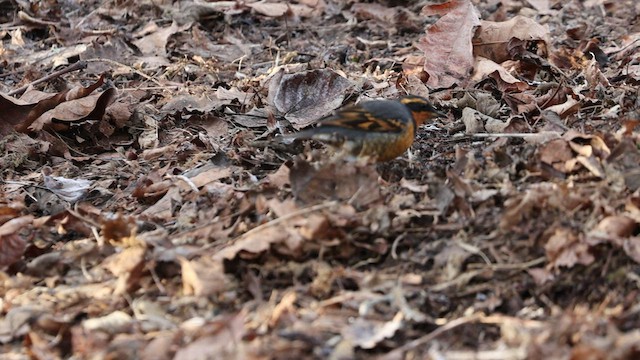 Varied Thrush - ML529875321