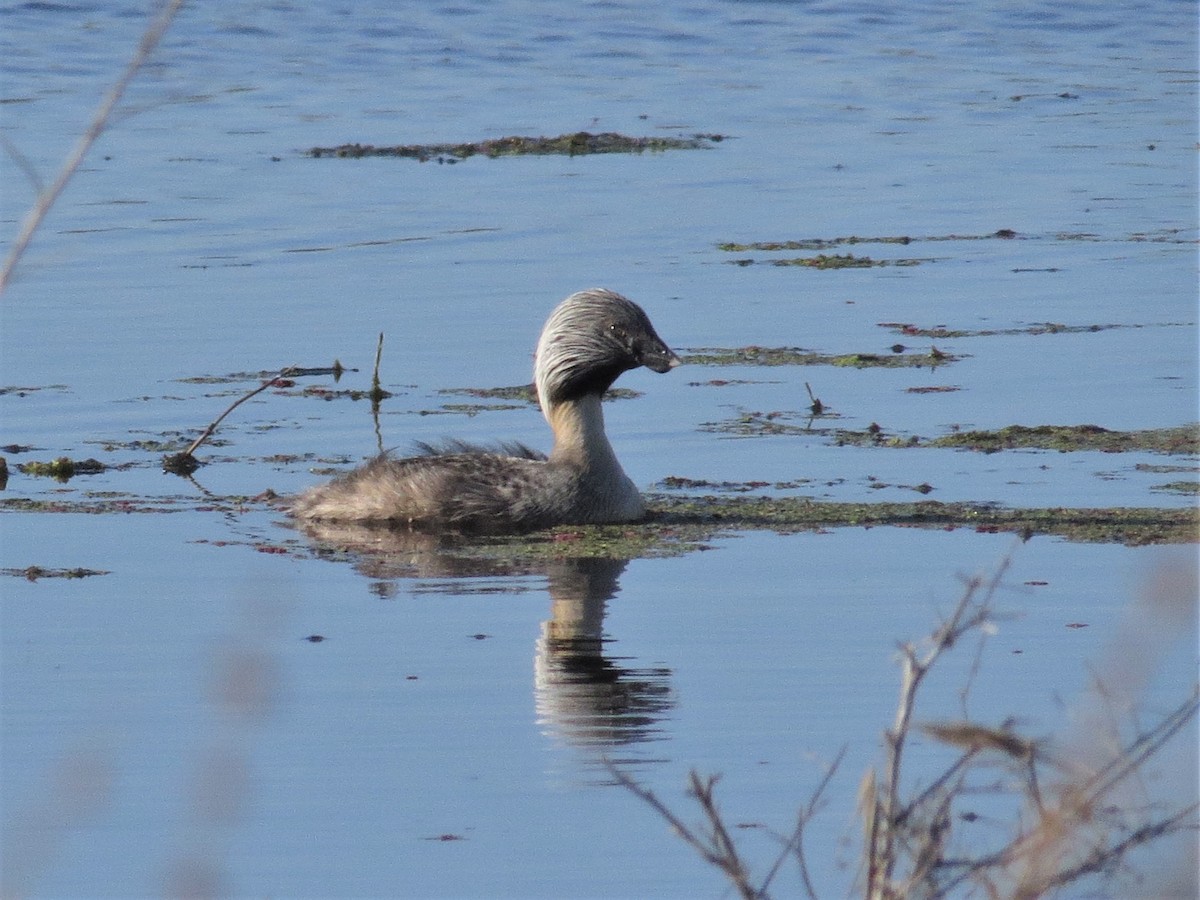 Hoary-headed Grebe - ML529876921