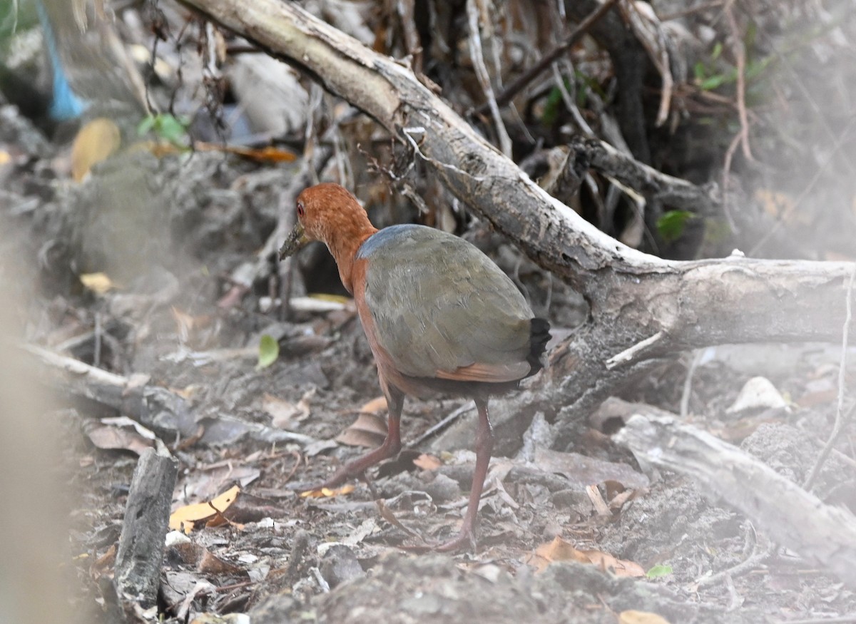 Rufous-necked Wood-Rail - ML529877161