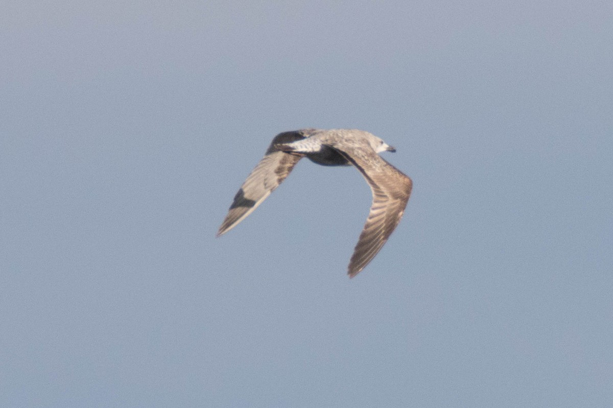 Yellow-legged Gull - ML529877681