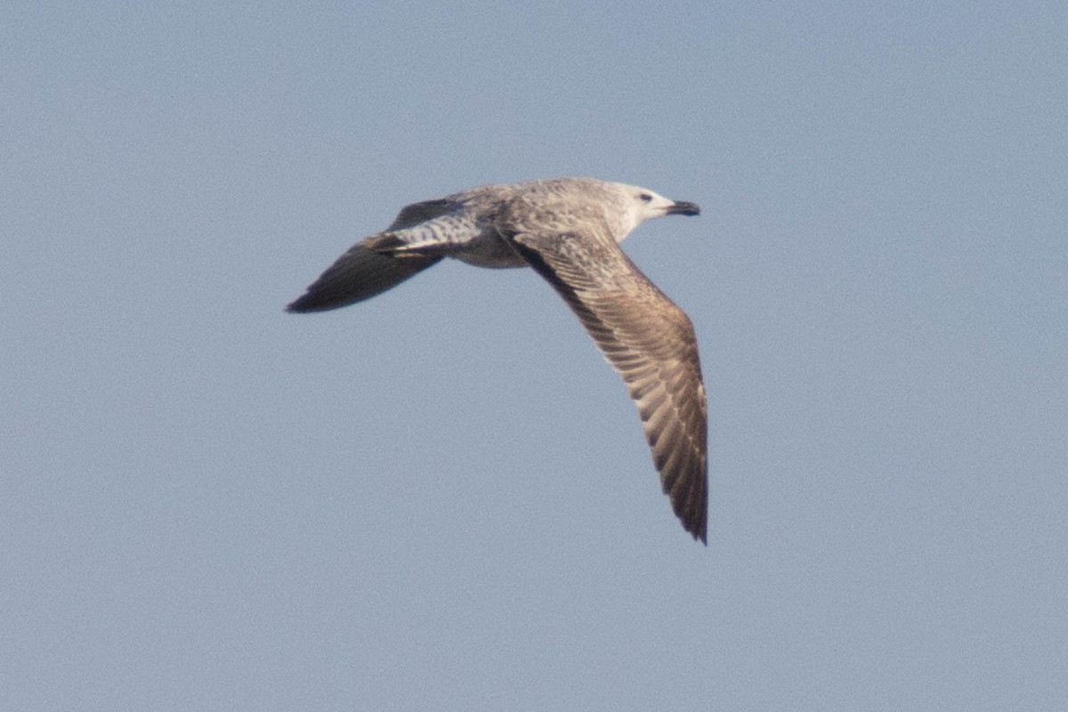 Yellow-legged Gull - ML529877691