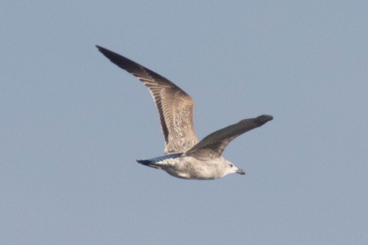 Yellow-legged Gull - Honza Grünwald