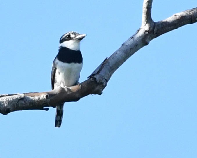 Pied Puffbird - ML529878021