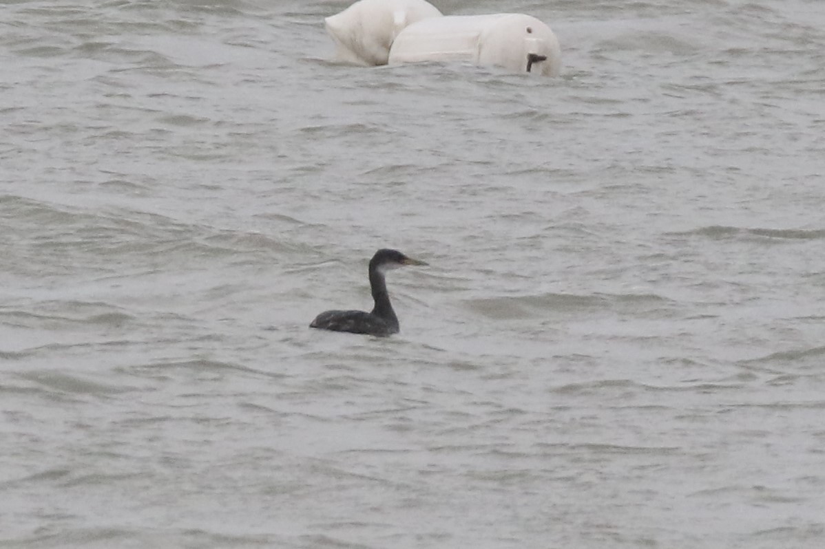 Red-necked Grebe - ML529880461