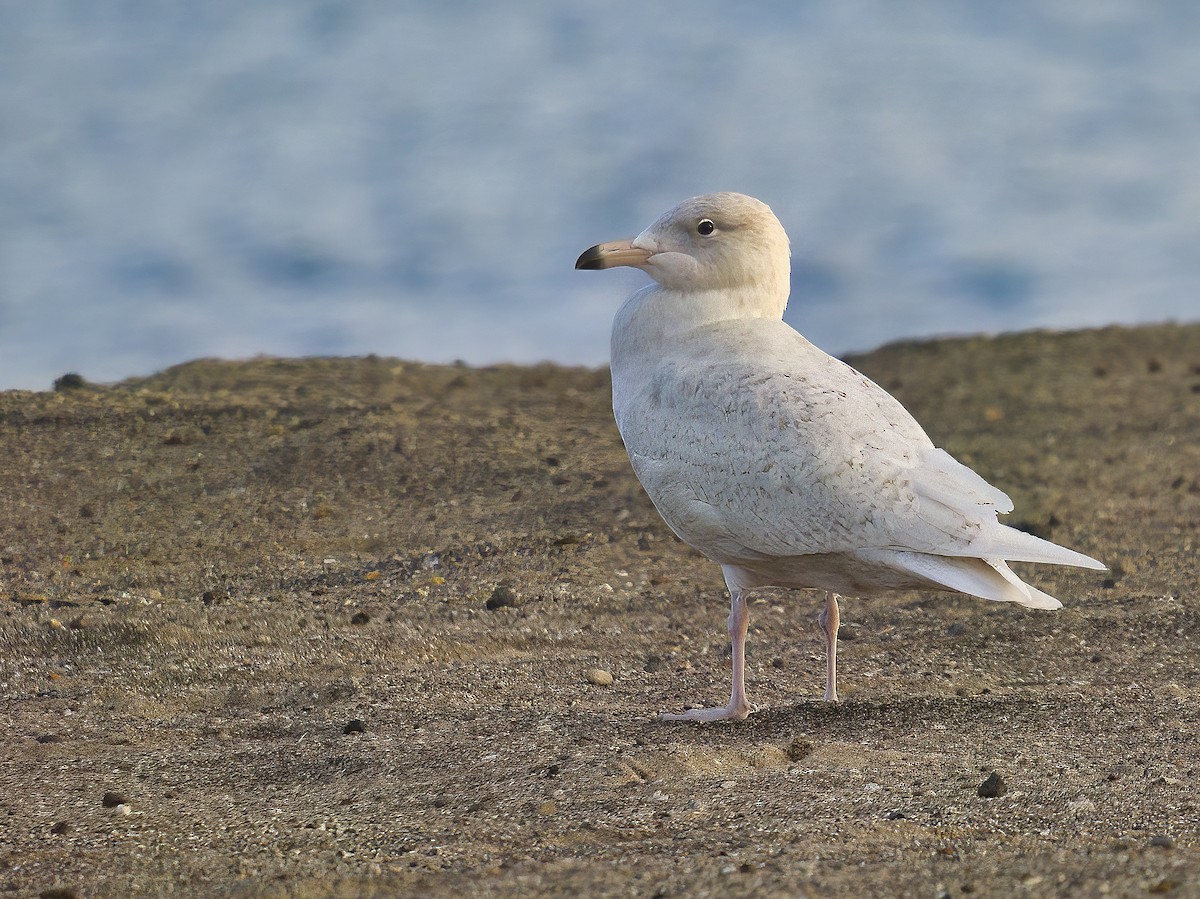 Glaucous Gull - ML529880641