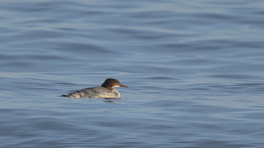 Common Merganser - ML529882071