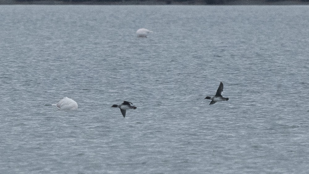 Common Goldeneye - ML529882371