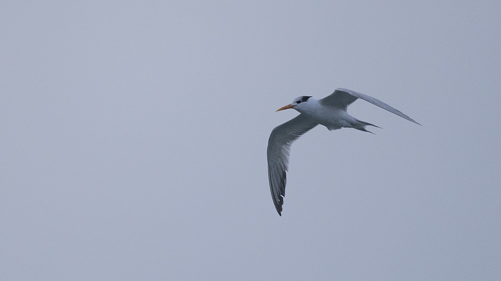 Lesser Crested Tern - ML529882751
