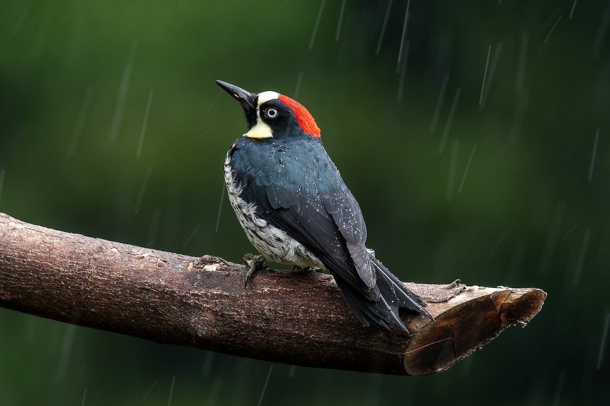 Acorn Woodpecker - ML529883191