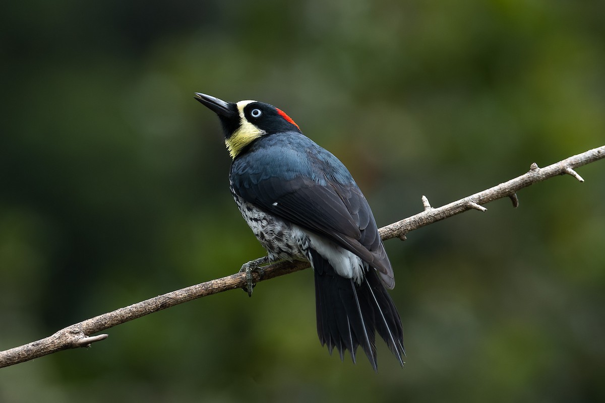 Acorn Woodpecker - ML529883201