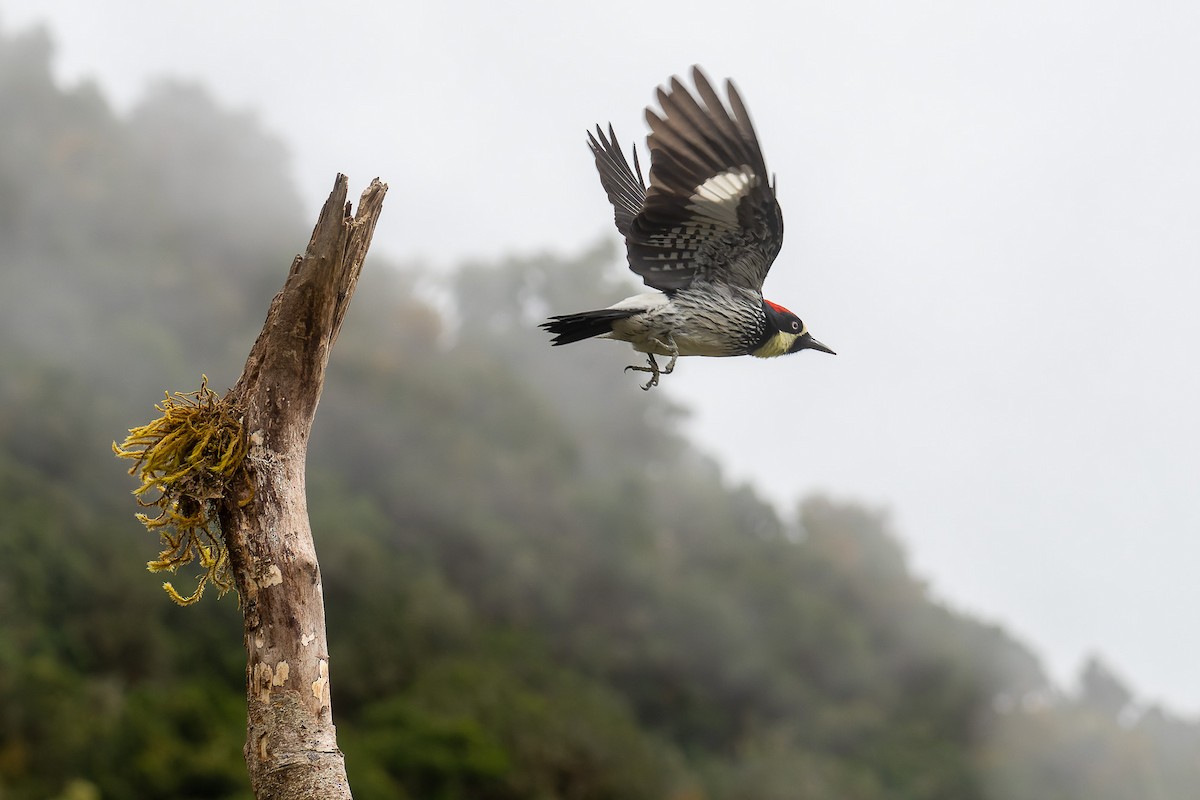 Acorn Woodpecker - ML529883211