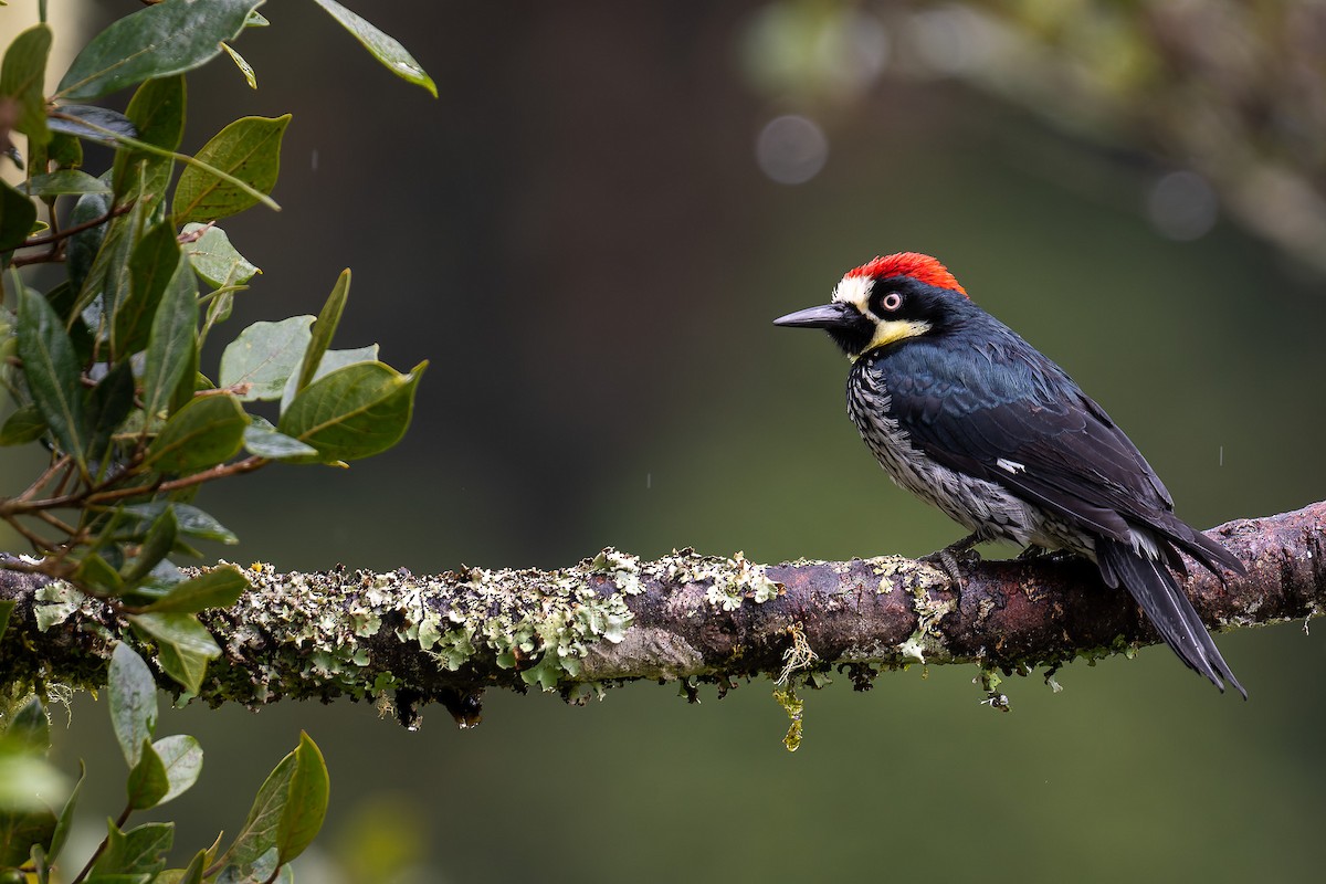 Acorn Woodpecker - ML529883221