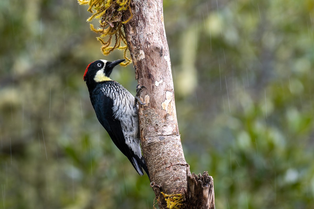 Acorn Woodpecker - ML529883231