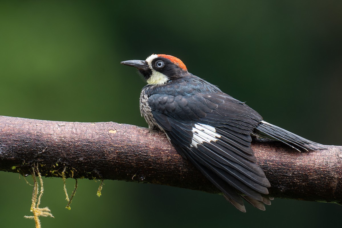 Acorn Woodpecker - ML529883241
