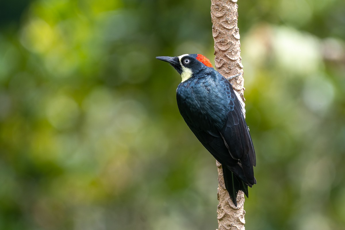 Acorn Woodpecker - ML529883251