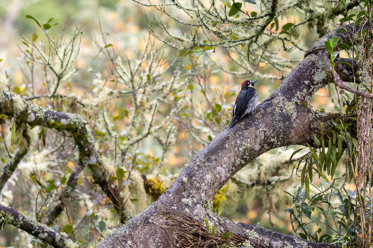 Acorn Woodpecker - ML529883291