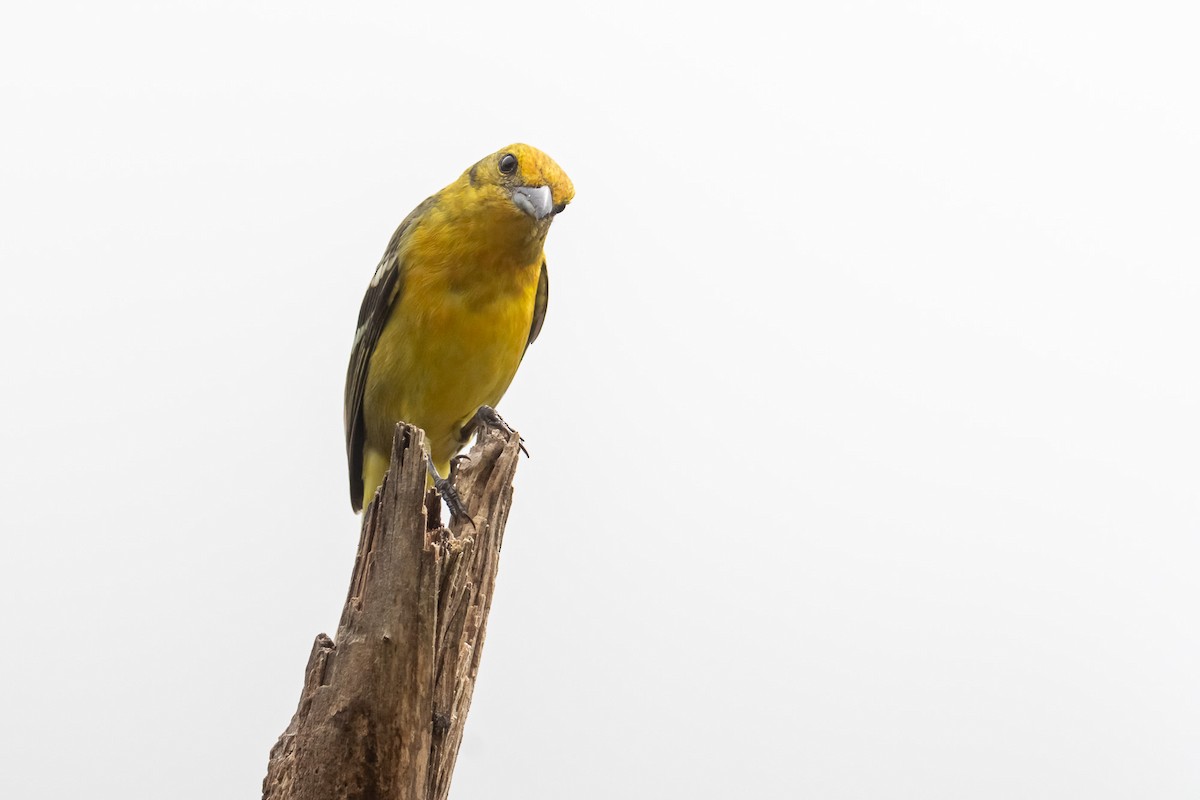 Flame-colored Tanager - Pablo Ramos