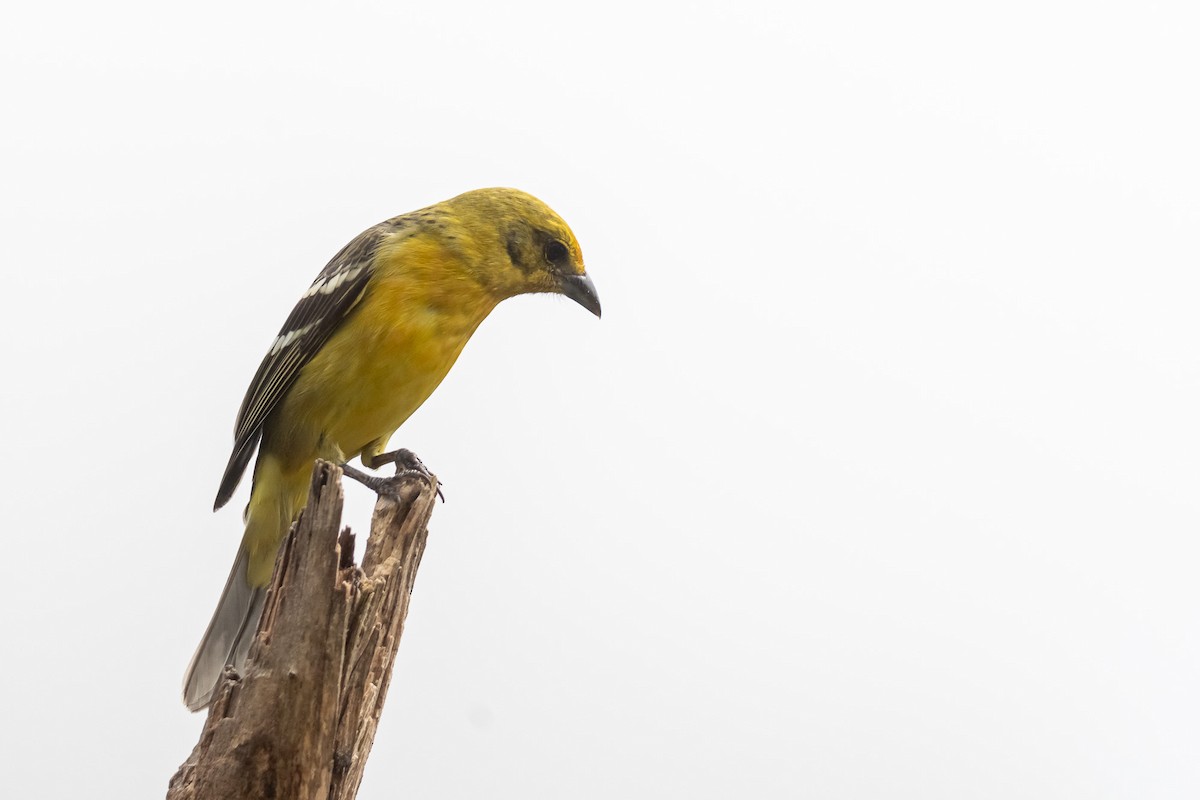 Flame-colored Tanager - Pablo Ramos