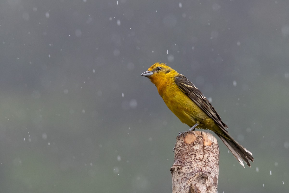 Flame-colored Tanager - Pablo Ramos