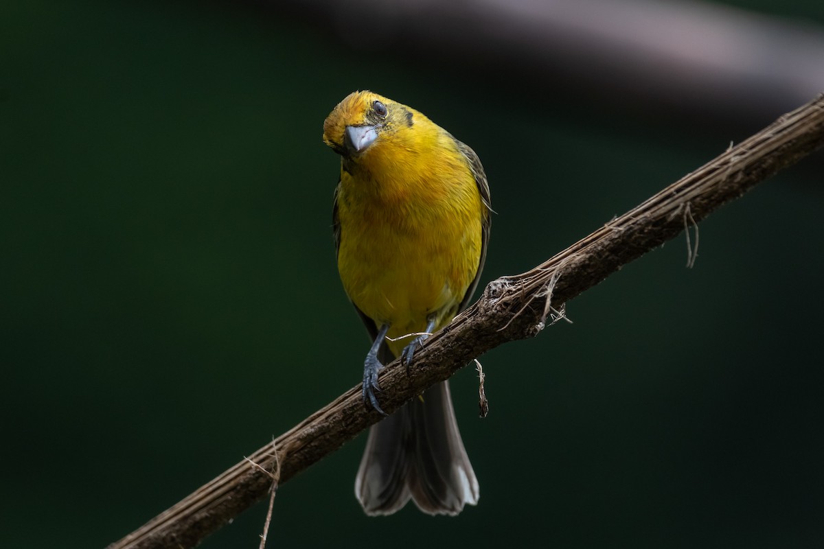 Flame-colored Tanager - Pablo Ramos