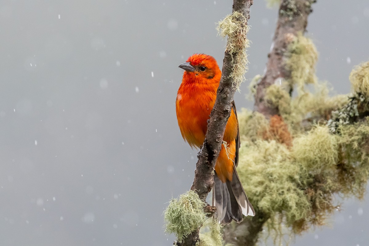 Flame-colored Tanager - Pablo Ramos