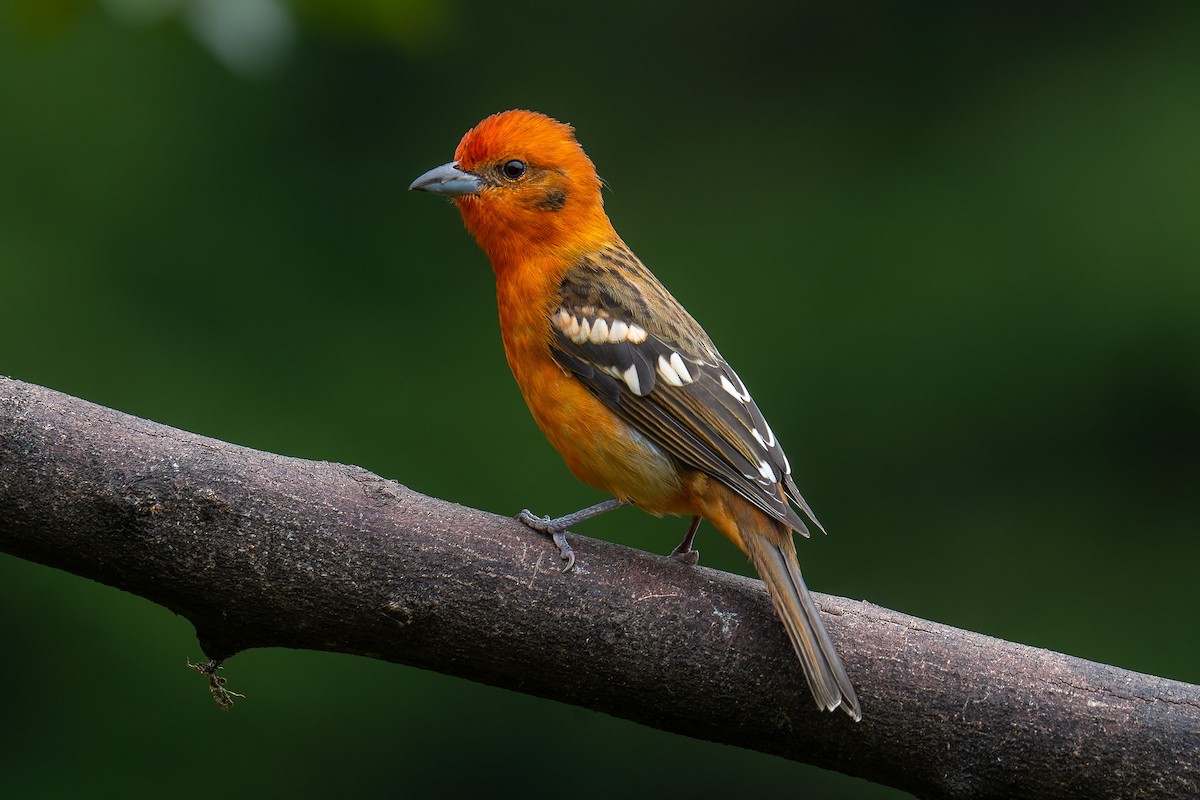 Flame-colored Tanager - Pablo Ramos