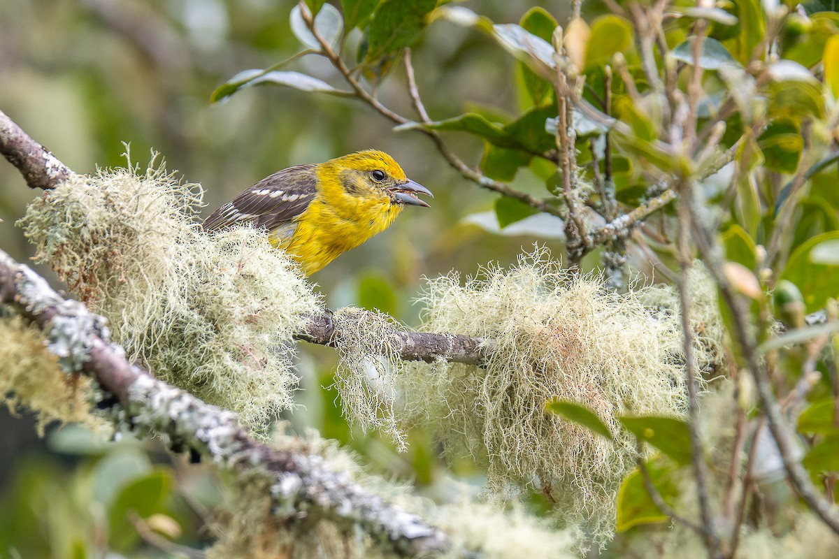 Piranga à dos rayé - ML529883471