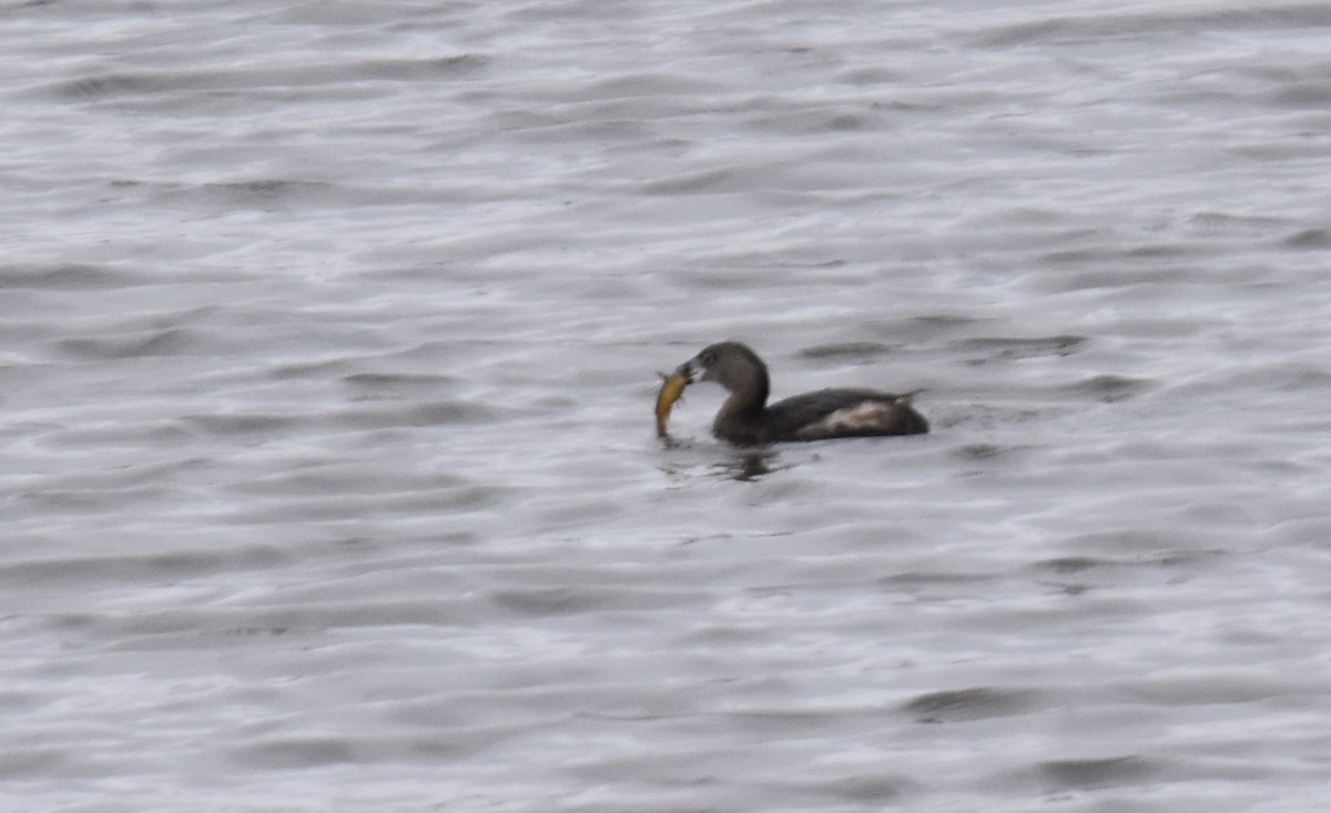 Pied-billed Grebe - ML52988391