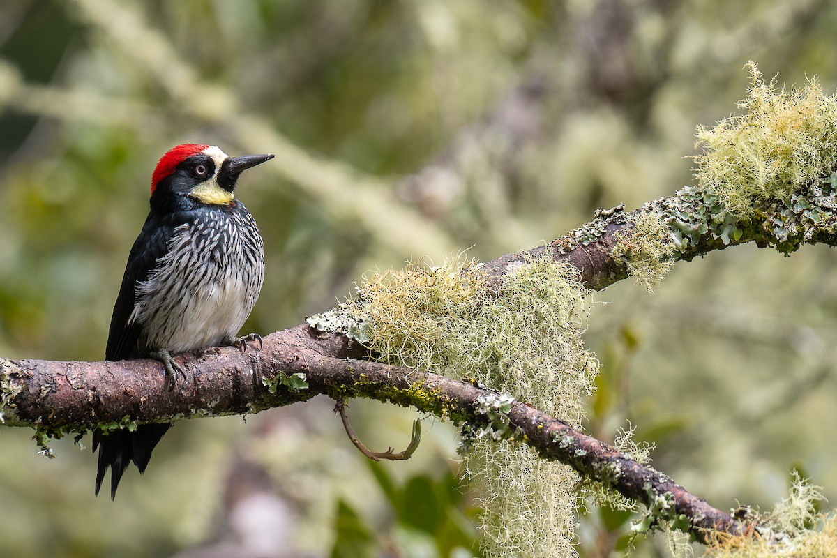 Acorn Woodpecker - ML529884221