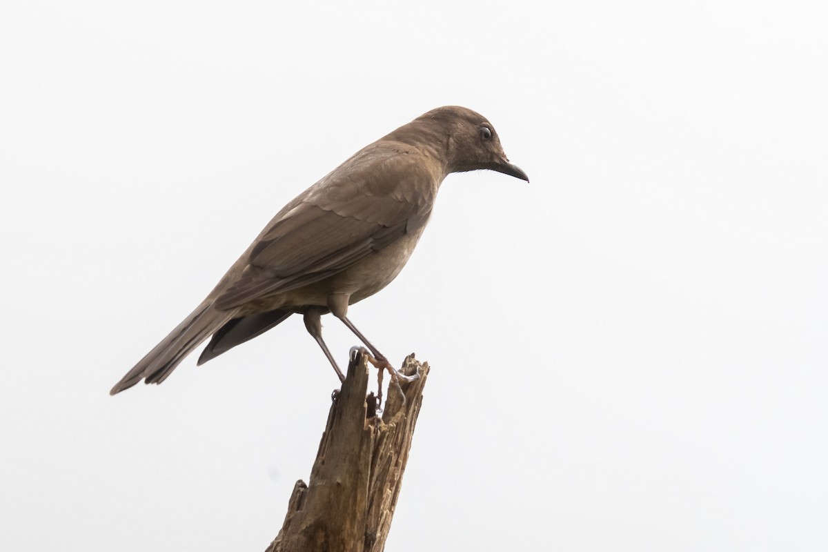 Mountain Thrush - ML529884351