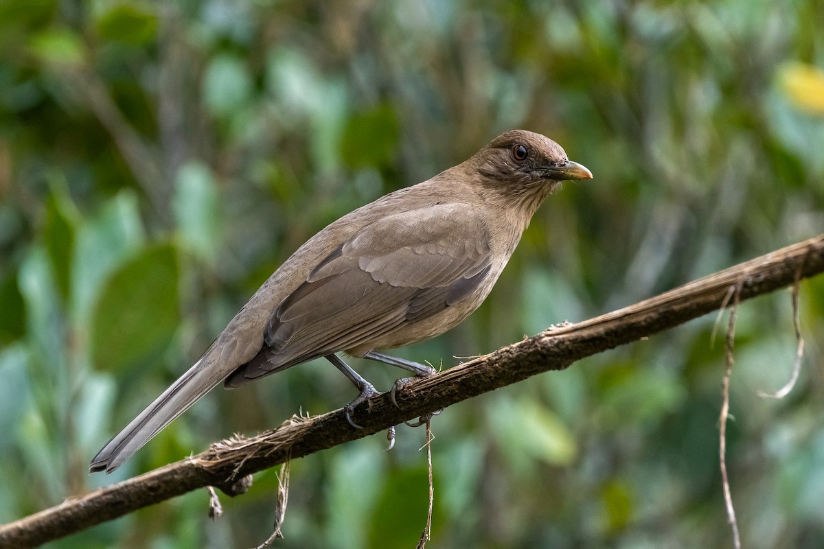 Mountain Thrush - ML529884361