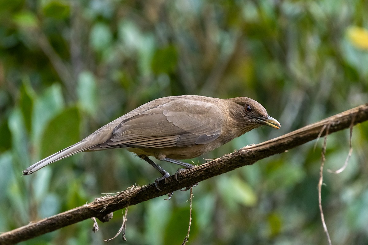 Mountain Thrush - ML529884371