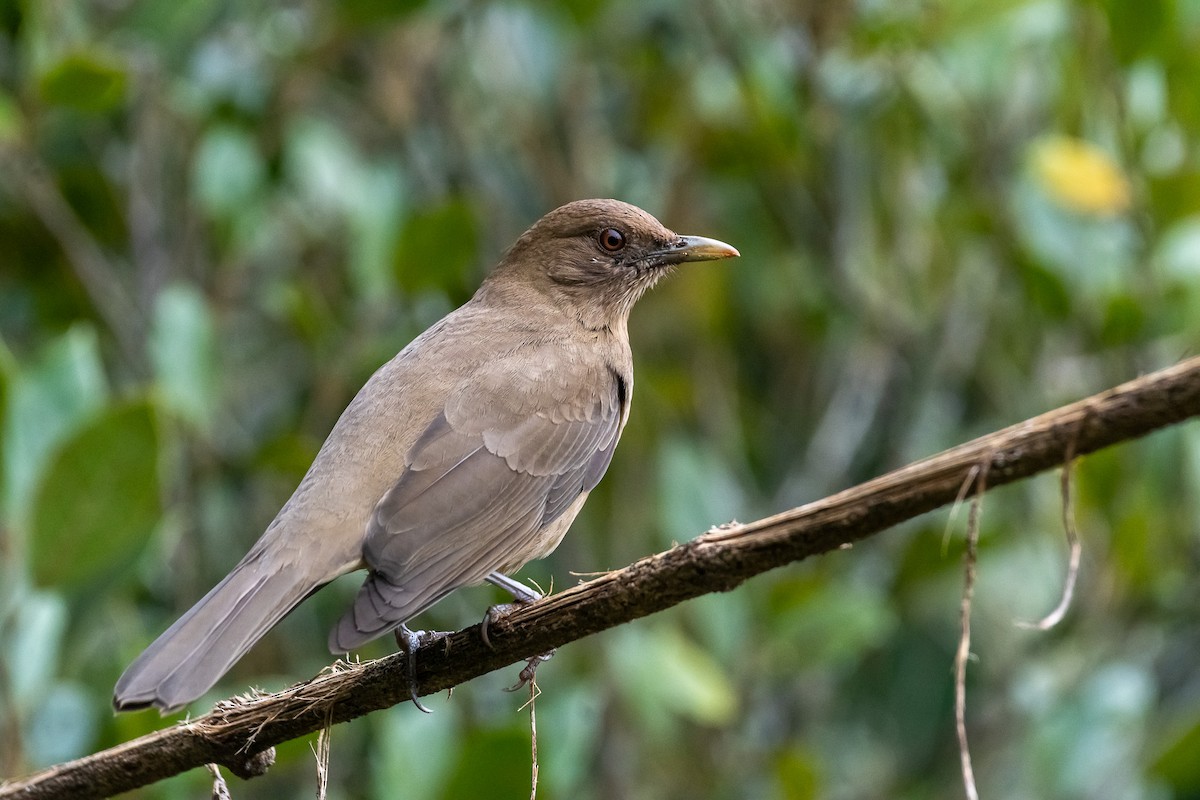 Mountain Thrush - Pablo Ramos