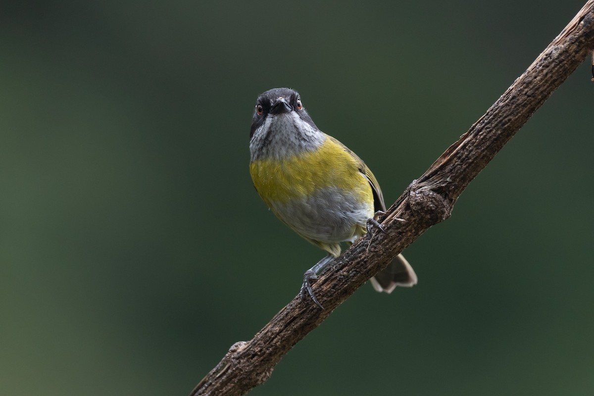 Sooty-capped Chlorospingus - ML529884791