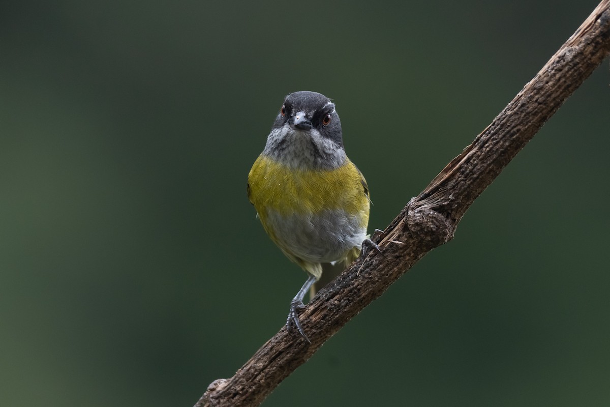 Sooty-capped Chlorospingus - ML529884801