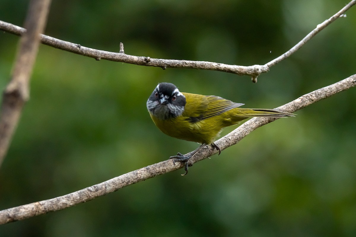Sooty-capped Chlorospingus - ML529884821