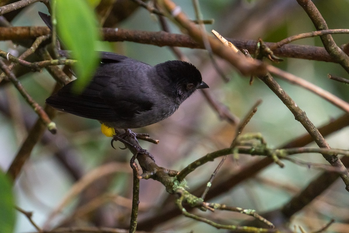 Yellow-thighed Brushfinch - ML529885111