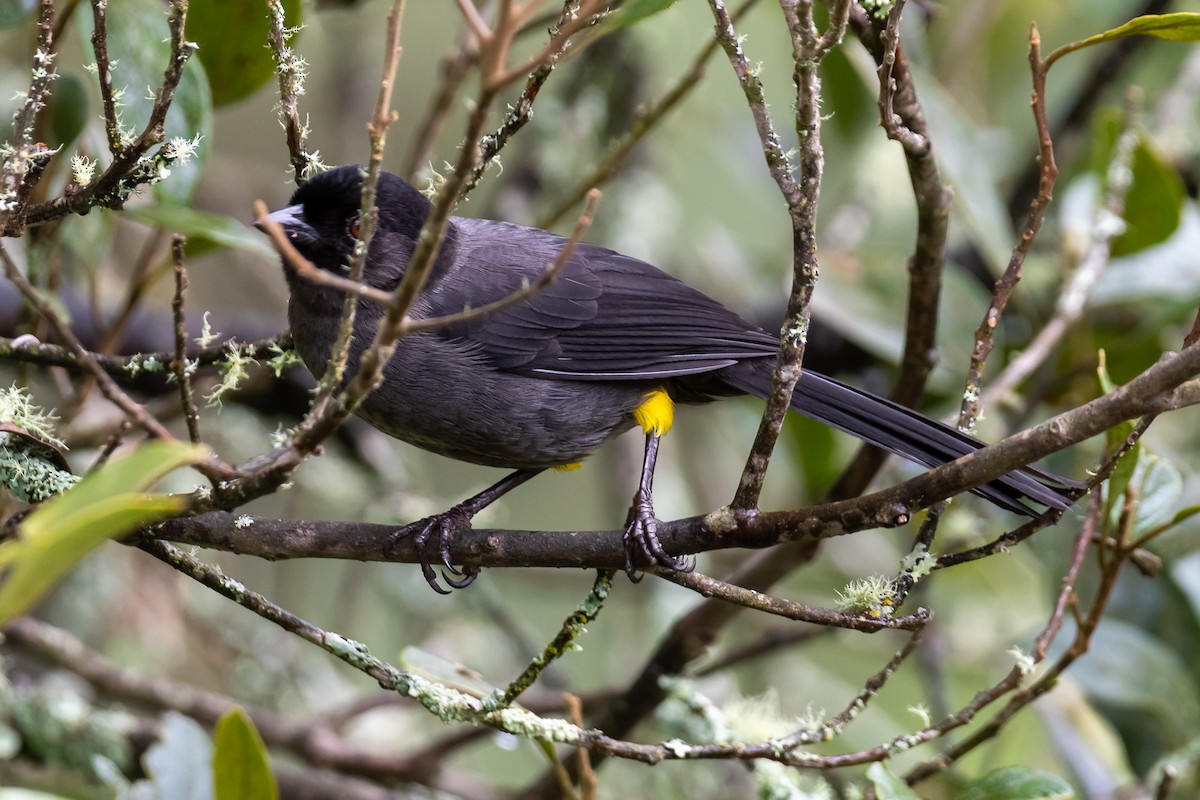 Yellow-thighed Brushfinch - ML529885141