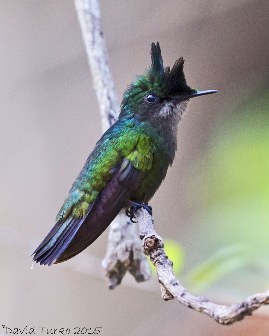 Antillean Crested Hummingbird - David Turko