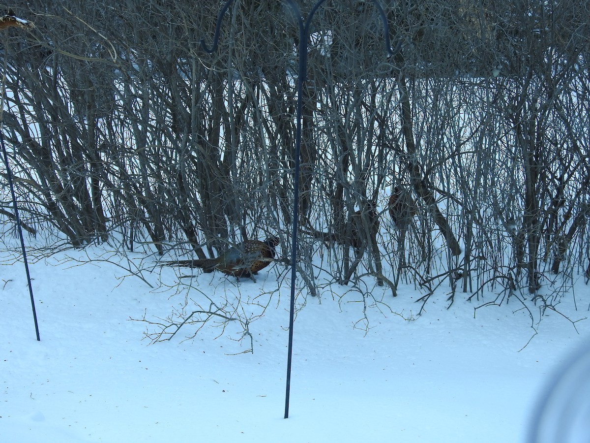 Ring-necked Pheasant - ML529885831