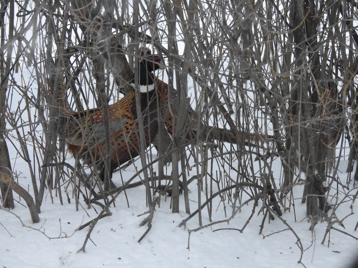 Ring-necked Pheasant - ML529885861