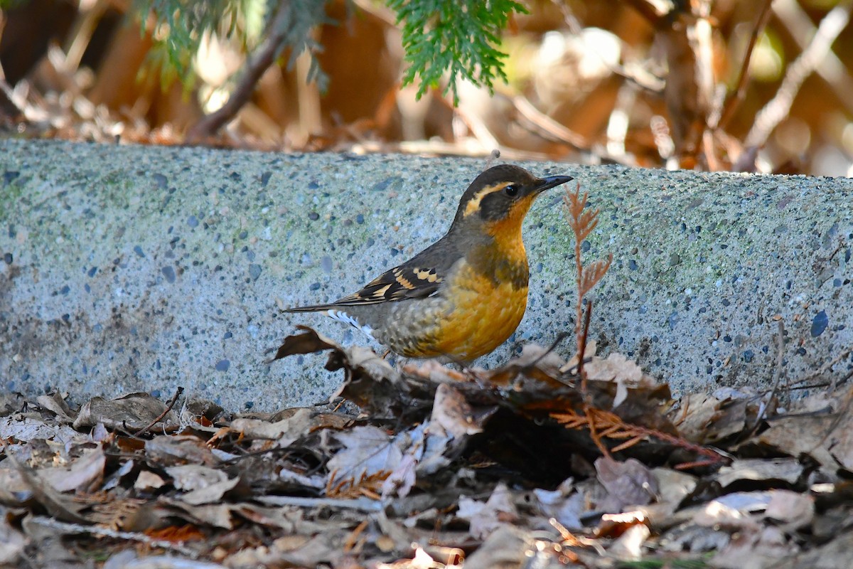 Varied Thrush - ML529886011