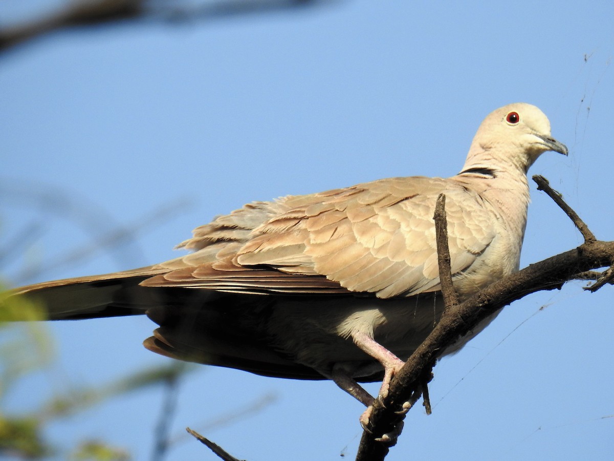 Eurasian Collared-Dove - Srinivas Daripineni