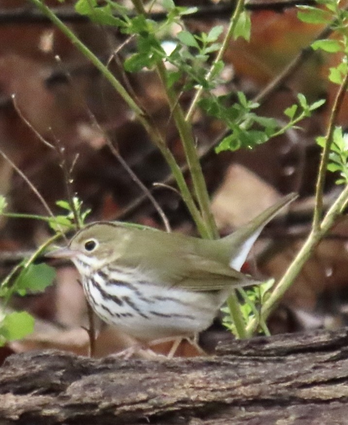 Ovenbird - ML529887311