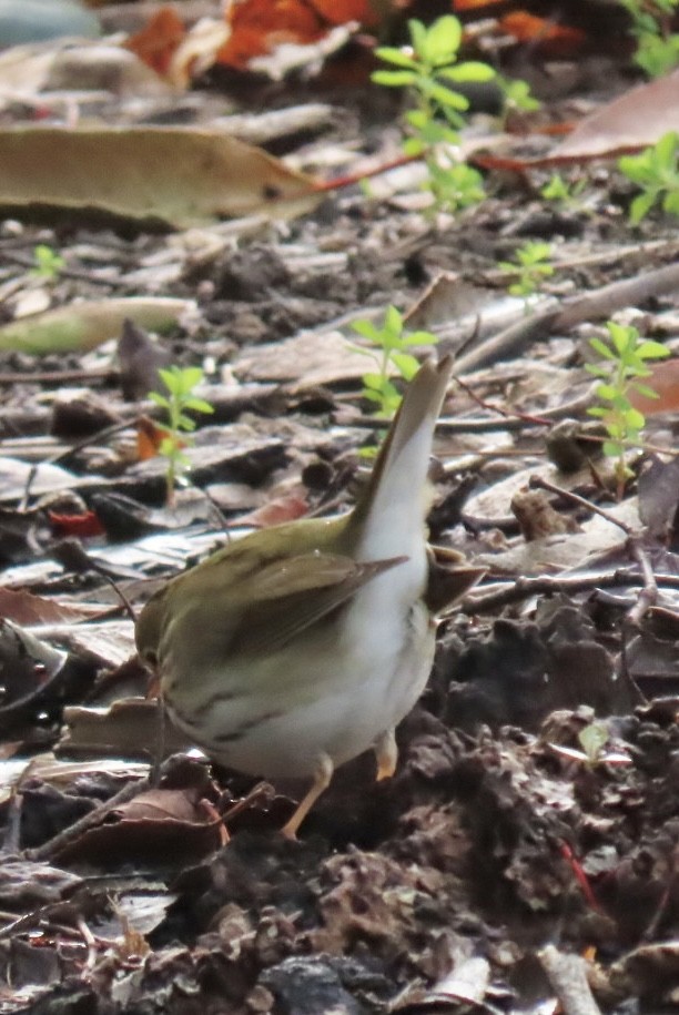 Ovenbird - Nancy Salem