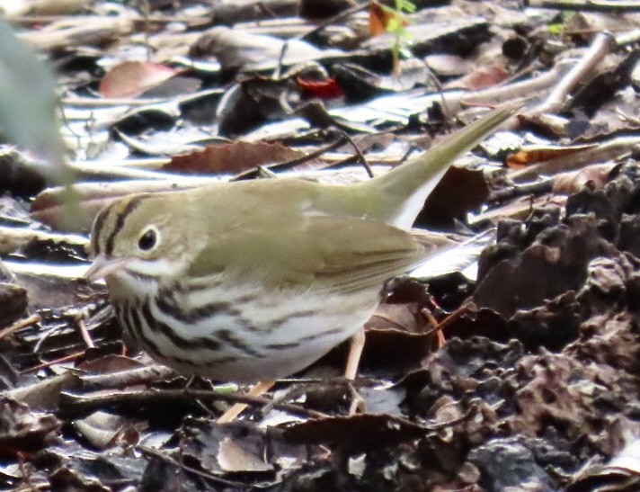 Ovenbird - ML529887381