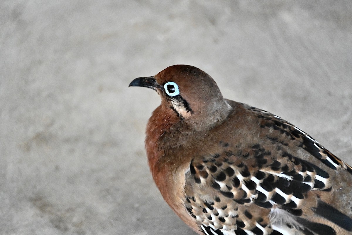 Galapagos Dove - ML529888251