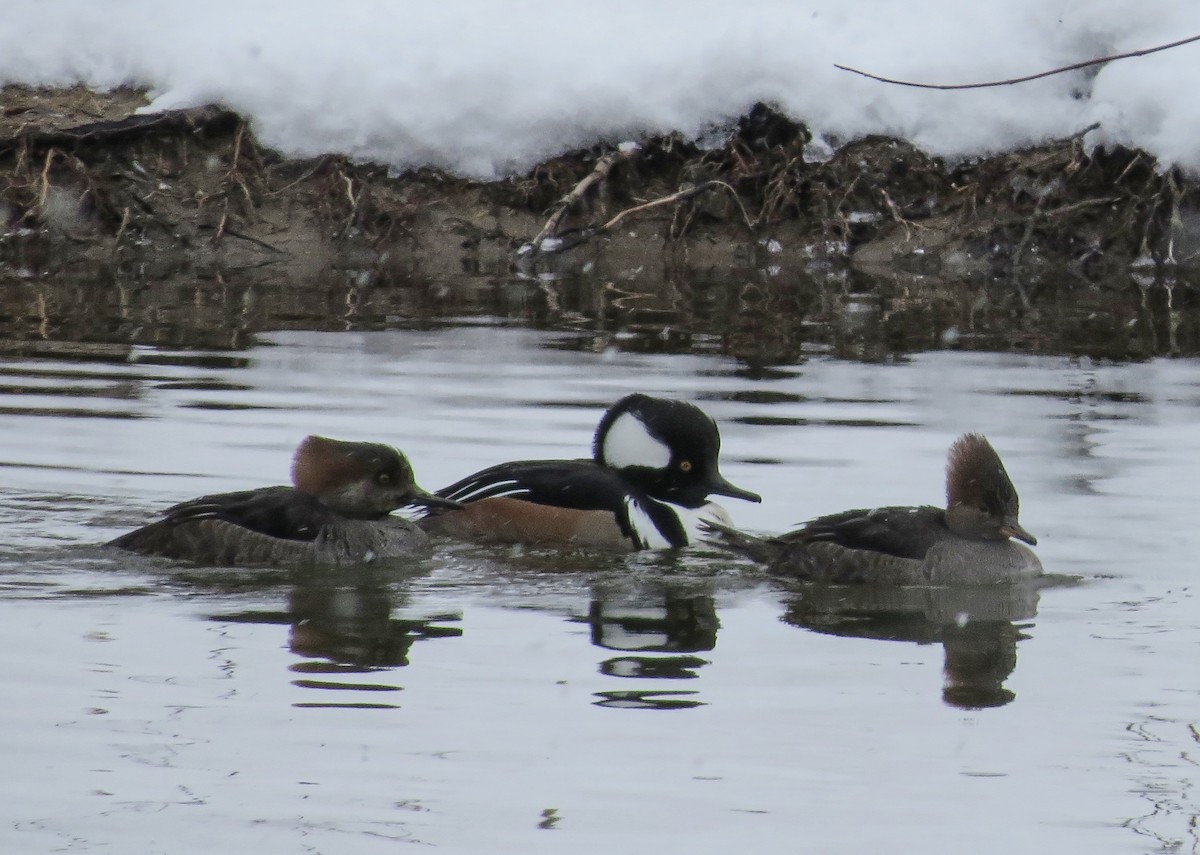 Hooded Merganser - ML529889211
