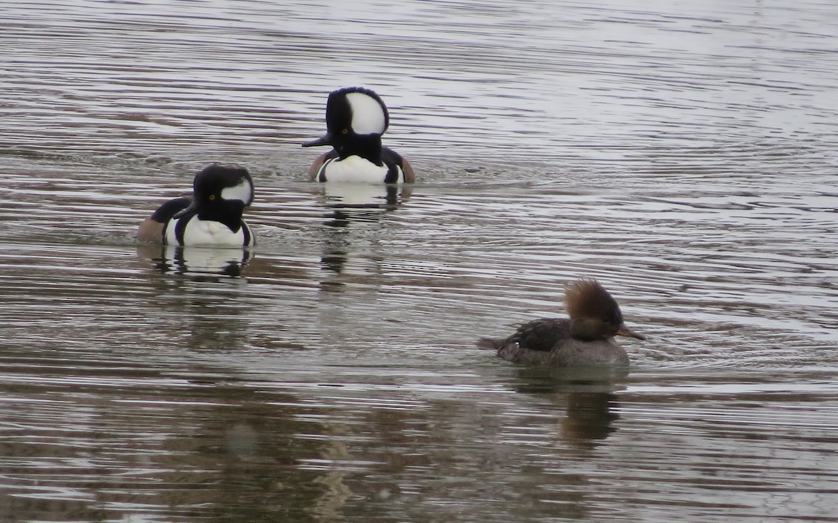 Hooded Merganser - ML529889221