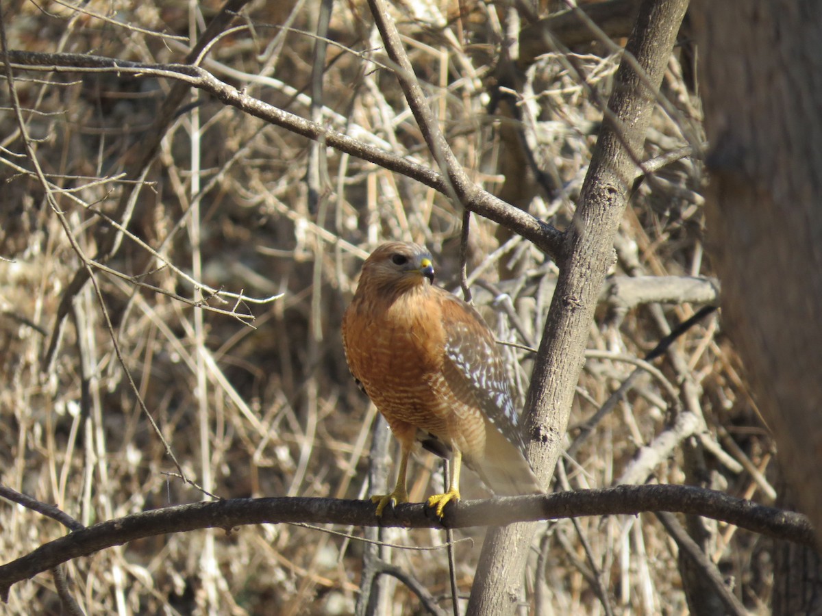 Red-shouldered Hawk - ML529891331